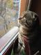 Котик ищет кошечку