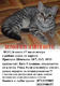 Помогите найти кота!!!