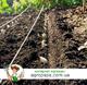 Продам воздушку, однозубку и посадочный чеснок плюс Технология выращивания Продам воздушку, однозубку и посадочный чеснок плюс Технология выращивания
